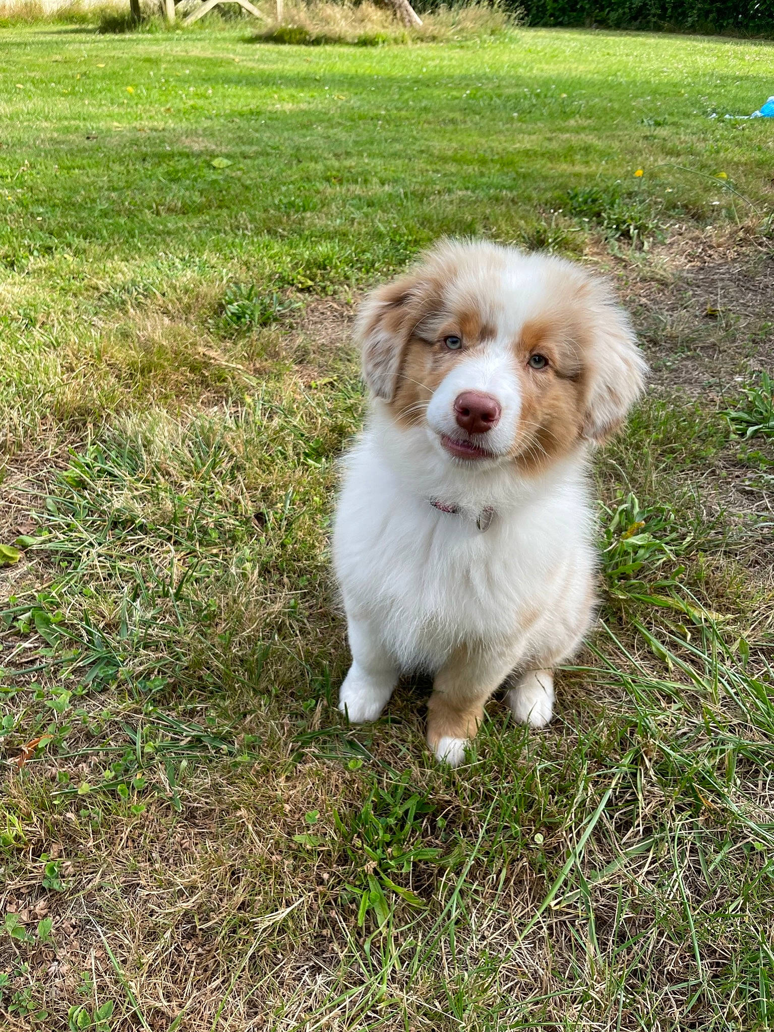 Simba participe au concours pour gagner de l'argent avec cette photo : canidae, carnivore, companion_dog, dog, dog_breed, grass, grassland, groundcover, gun_dog, herding_dog, liver, plant, snout, sporting_group, terrestrial_animal, working_animal, working_dog