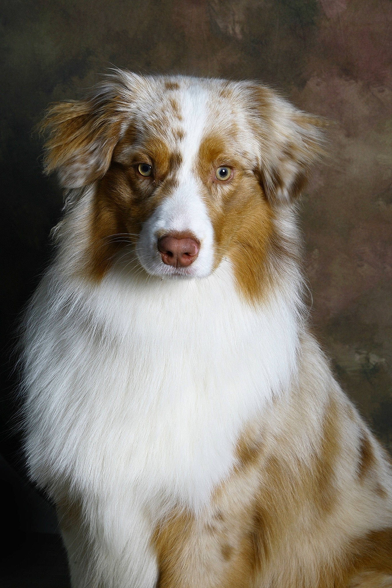 Simba a rejoint le concours — aidez-le/la à gagner de superbes lots ! ancient_dog_breeds, australian_collie, australian_shepherd, carnivore, companion_dog, dog, dog_breed, fur, herding_dog, liver, plant, snout, sporting_group, terrestrial_animal, whiskers, working_dog