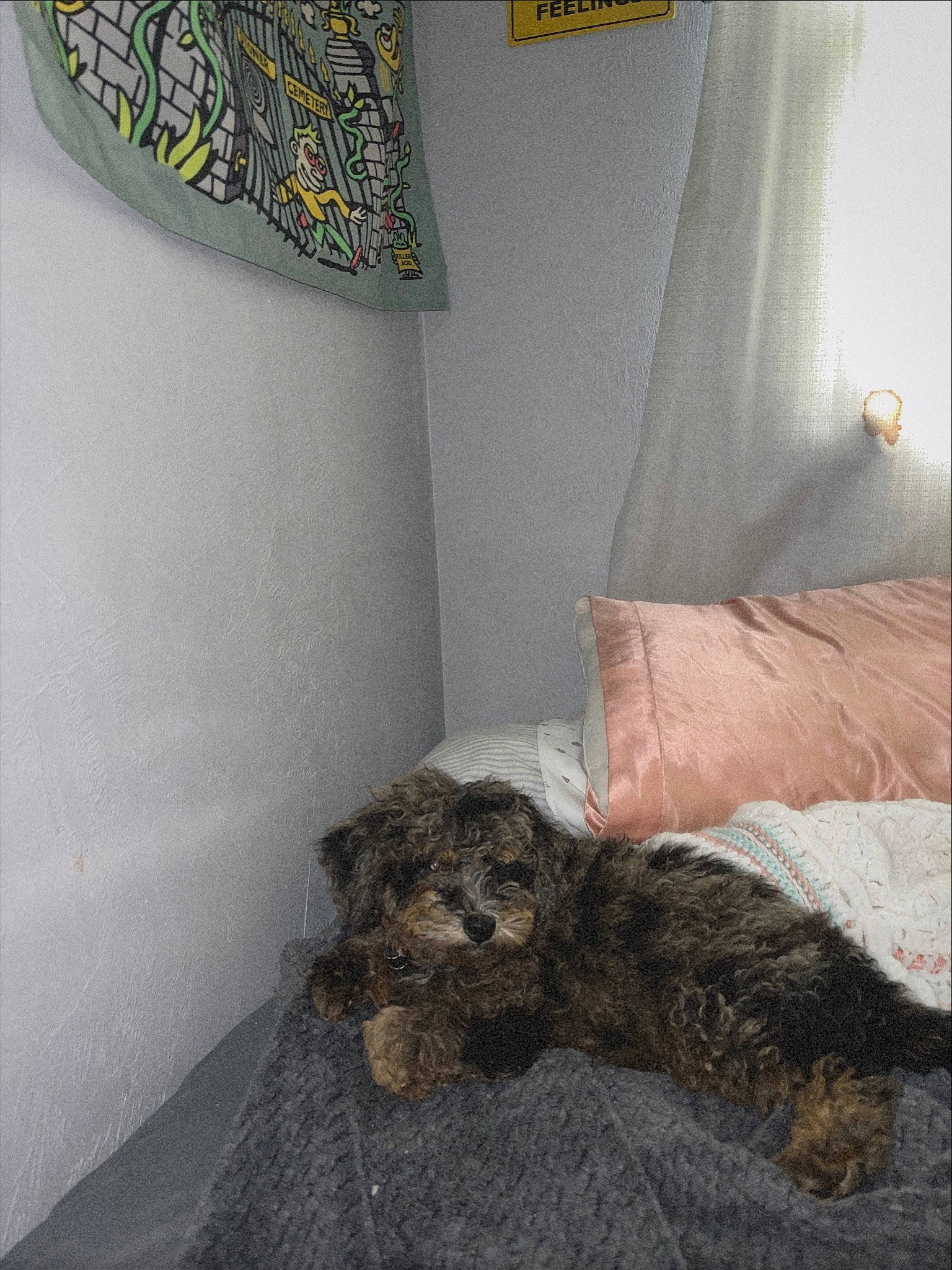 Bentley is registered to the contest to win money with this photo: bed, bedding, bedroom, carnivore, comfort, companion_dog, couch, curtain, dog, dog_breed, duvet, fur, house, lamp, lampshade, linens, pillow, room, terrier, window_treatment