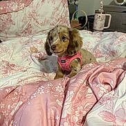 Martini joined the competition — help win amazing prizes! puppy, dog, bed, bedding, floral_pattern, pink, white, indoor, cute, pet, harness, cozy, comfort, table, mug, furniture, room, curious, young_dog, domestic