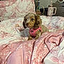 puppy, dog, bed, bedding, floral_pattern, pink, white, indoor, cute, pet, harness, cozy, comfort, table, mug, furniture, room, curious, young_dog, domestic