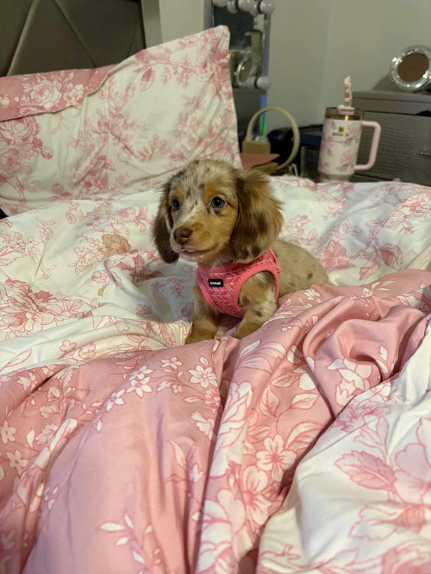 Martini joined the competition — help win amazing prizes! puppy, dog, bed, bedding, floral_pattern, pink, white, indoor, cute, pet, harness, cozy, comfort, table, mug, furniture, room, curious, young_dog, domestic