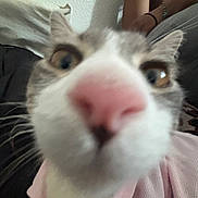 Sol is registered to the contest to win money with this photo: cat, close_up, pink_nose, curious, pet, whiskers, face, indoor, person, arm, pink_clothing, texture, wall, animal, feline, soft, blurred_background, domestic, cute