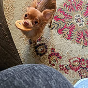 Charlie Boy joined the competition — help win amazing prizes! dog, cookie, carpet, indoor, small_dog, brown_dog, tail, looking_up, pet, floor, shoe, human_leg, patterned_rug, cute, furry, ears, snack, domestic_animal, waiting, playful