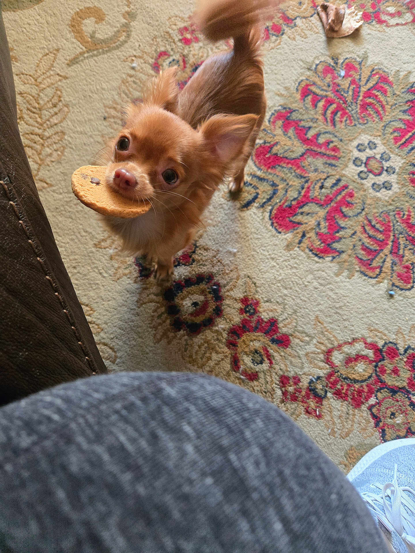 Charlie Boy