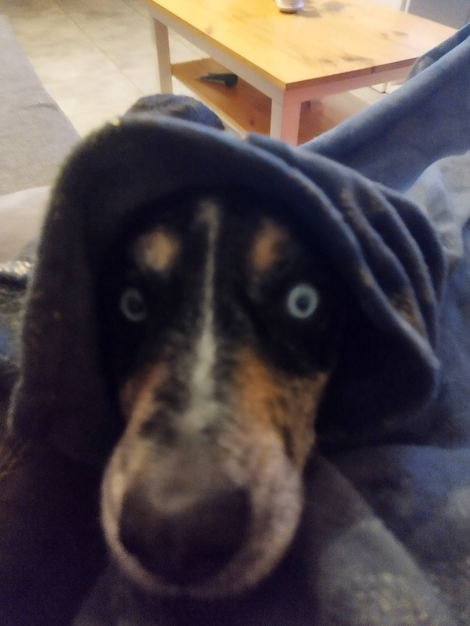 Ice participe au concours pour gagner de l'argent avec cette photo : canidae, carnivore, cloud, comfort, companion_dog, desk, dog, dog_breed, fur, guard_dog, metal, snout, sporting_group, square, table, varnish, whiskers, working_animal, working_dog