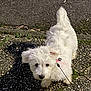 dog, white_dog, puppy, outdoor, leash, pebble_path, shadow, curious, fluffy, small_dog, walking, pet, canine, tail, fur, nature, sunlight, animal, playful, ground