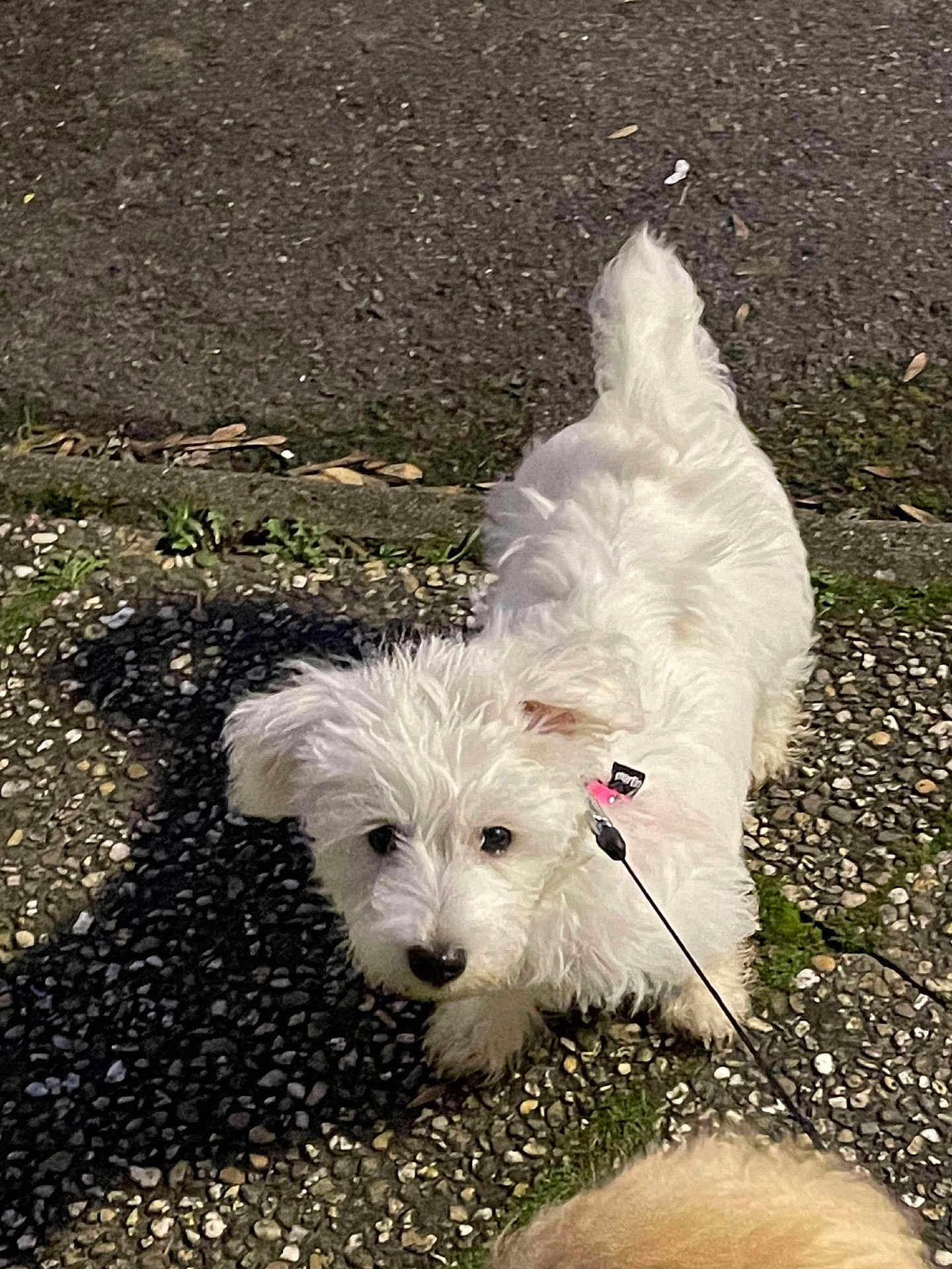 Kitty participe au concours pour gagner de l'argent avec cette photo : dog, white_dog, puppy, outdoor, leash, pebble_path, shadow, curious, fluffy, small_dog, walking, pet, canine, tail, fur, nature, sunlight, animal, playful, ground