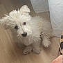 puppy, dog, white, fluffy, cute, pet, indoor, wooden_floor, curious, small, young, animal, fur, sitting, looking_up, domestic, companion, adorable, soft, curtain