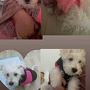 Kitty a rejoint le concours — aidez-le/la à gagner de superbes lots ! puppy, dog, white_fur, fluffy, indoor, clothing, pink, black, person, hand, floor, heart_shape, portrait, cute, pet, small_dog, coat, cuddly, animal, collage