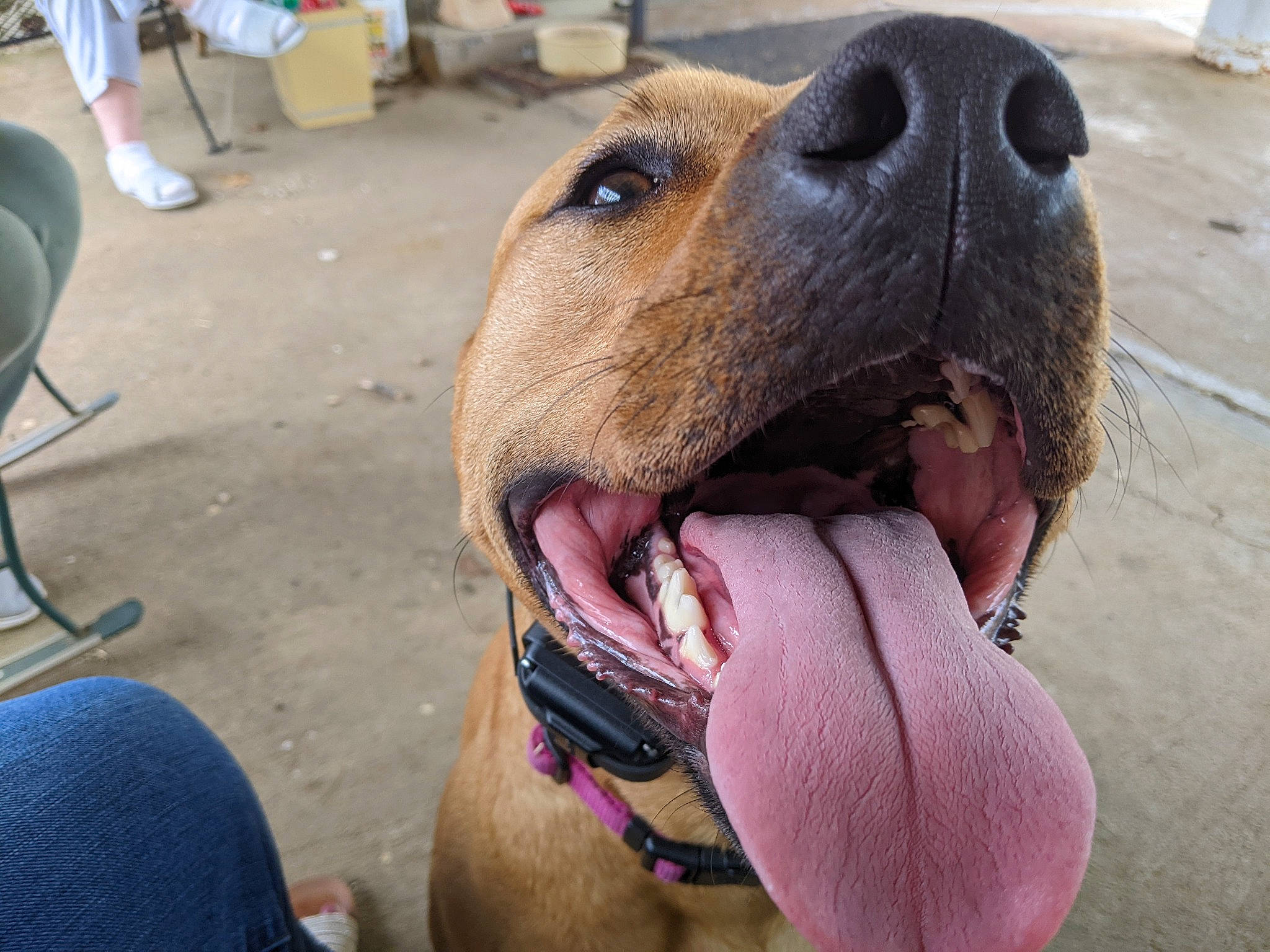 Aurora is registered to the contest to win money with this photo: canidae, carnivore, chair, collar, companion_dog, dog, dog_breed, dog_collar, dog_supply, fawn, jaw, liver, pet_supply, snout, sporting_group, terrestrial_animal, whiskers, working_animal, working_dog, wrinkle