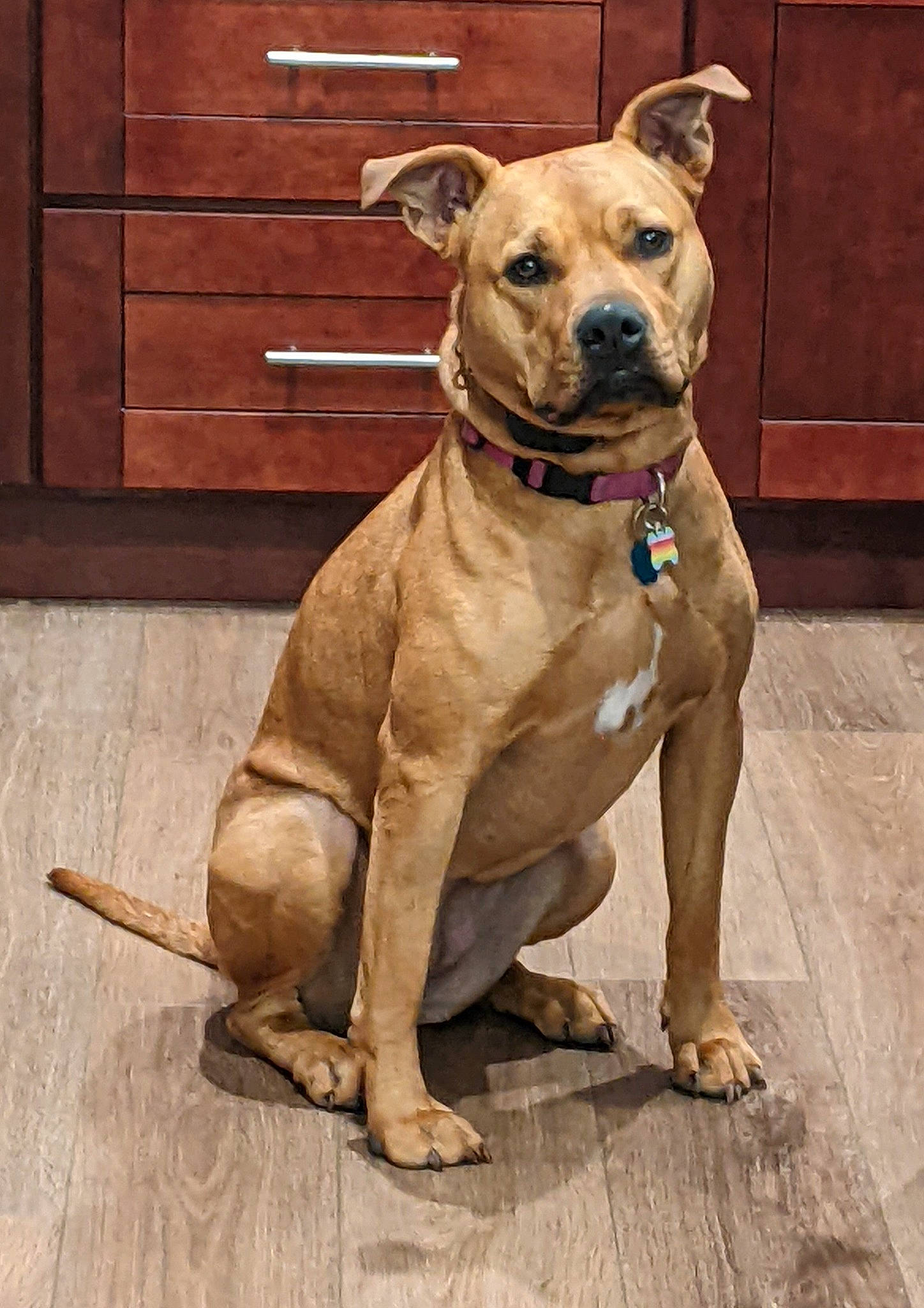 Aurora is registered to the contest to win money with this photo: cabinetry, canidae, carnivore, collar, companion_dog, dog, dog_breed, dog_collar, dog_supply, fawn, flooring, hardwood, hat, liver, paw, snout, sporting_group, whiskers, wood, working_animal