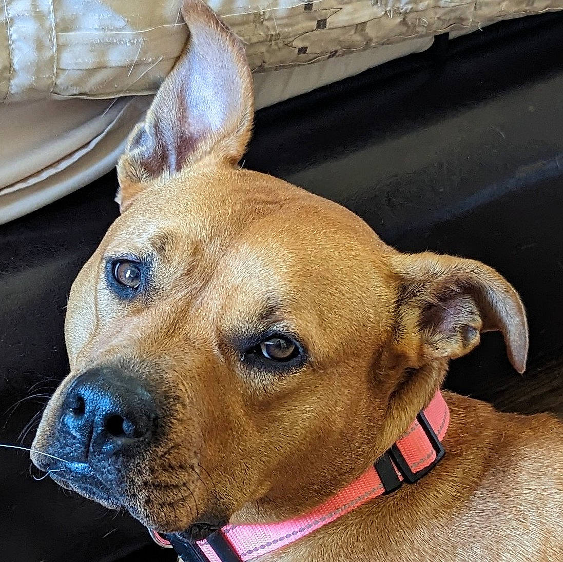 Aurora joined the competition — help win amazing prizes! carnivore, collar, companion_dog, dog, dog_breed, dog_collar, dog_supply, ear, fawn, fur, hood, liver, pet_supply, serveware, snout, sporting_group, tableware, whiskers, window, working_animal