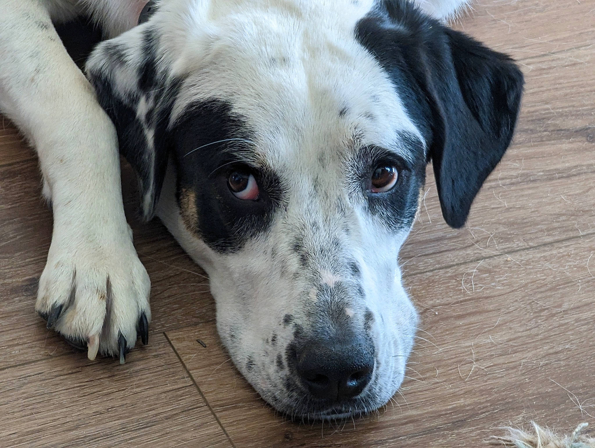 Zoe is registered to the contest to win money with this photo: canidae, carnivore, collar, companion_dog, dog, dog_breed, dog_collar, eye, fawn, fur, head, non_sporting_group, snout, sporting_group, terrestrial_animal, whiskers, working_animal