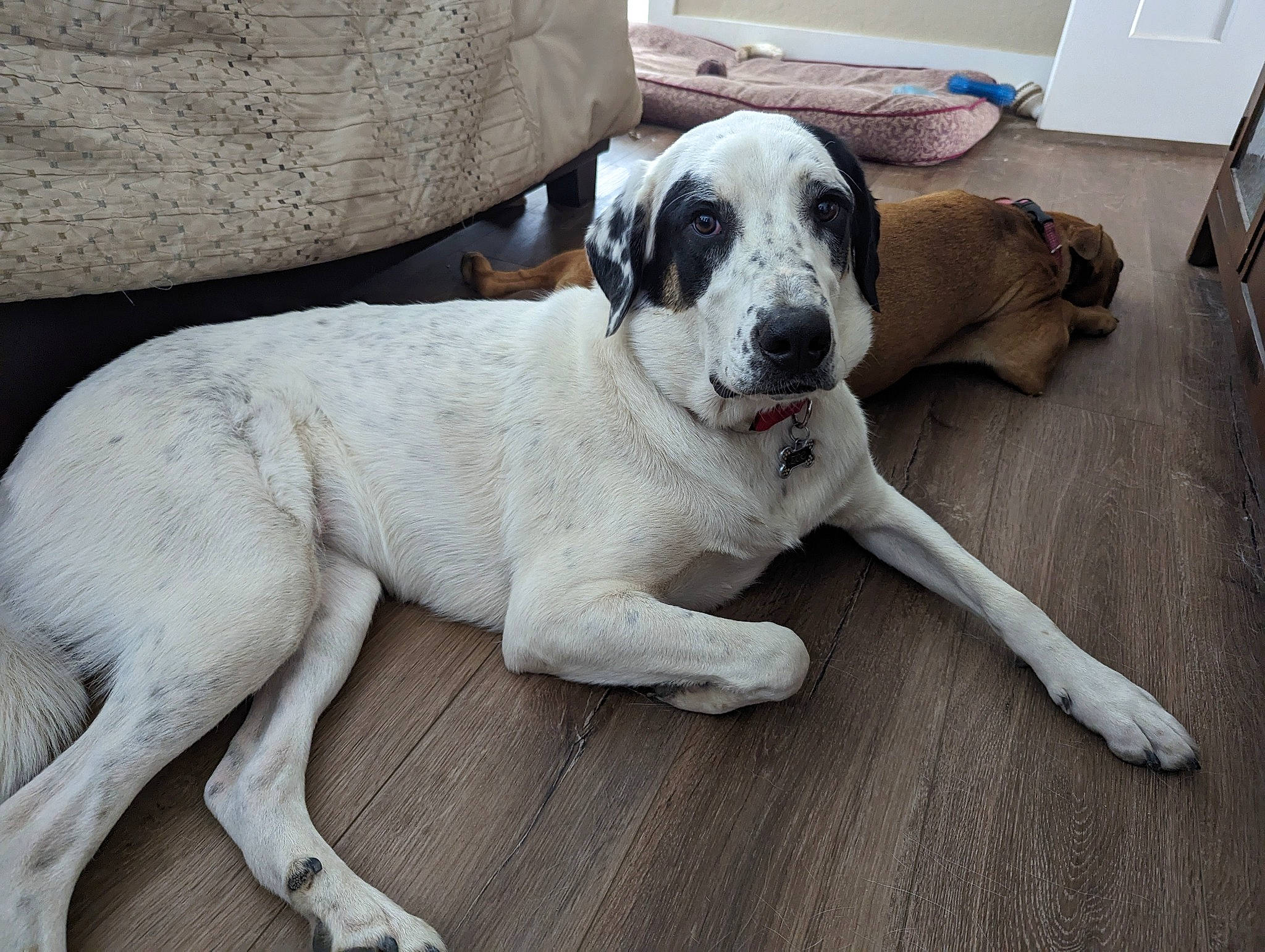 Zoe is registered to the contest to win money with this photo: box, carnivore, collar, companion_dog, dog, dog_breed, dog_collar, fawn, flooring, gun_dog, hardwood, home_appliance, non_sporting_group, paw, sporting_group, tail, wall_plate, wood, working_animal, working_dog