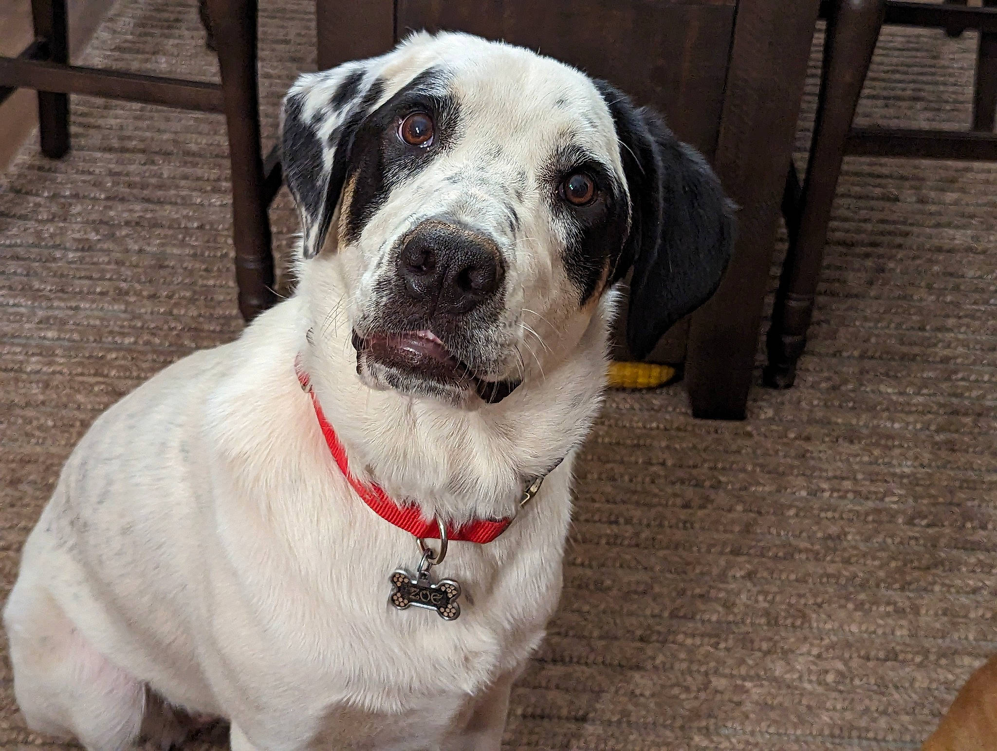 Zoe is registered to the contest to win money with this photo: canidae, carnivore, collar, companion_dog, dog, dog_breed, dog_collar, fawn, fur, guard_dog, leash, non_sporting_group, pet_supply, snout, sporting_group, whiskers, working_animal, working_dog