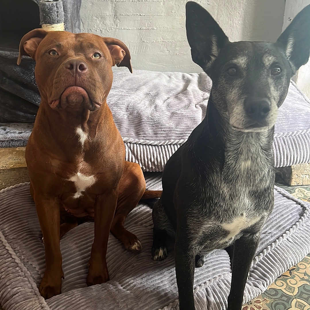 Norbert Et Simone a rejoint le concours — aidez-le/la à gagner de superbes lots ! animal, architecture, boxer, building, bulldog, canine, couch, dog, frenchbulldog, furniture, homedecor, hound, indoors, labradorretriever, livingroom, pet, pitbull, pointer, puppy, room