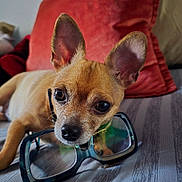 Nena joined the competition — help win amazing prizes! dog, chihuahua, puppy, pet, animal, portrait, close_up, large_ears, brown_fur, short_hair, black_nose, brown_eyes, eyeglasses, couch, sofa, red_pillow, indoor, resting, cute, funny