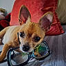 dog, chihuahua, puppy, pet, animal, portrait, close_up, large_ears, brown_fur, short_hair, black_nose, brown_eyes, eyeglasses, couch, sofa, red_pillow, indoor, resting, cute, funny