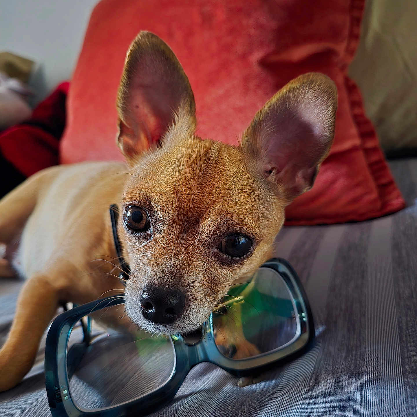 Nena joined the competition — help win amazing prizes! dog, chihuahua, puppy, pet, animal, portrait, close_up, large_ears, brown_fur, short_hair, black_nose, brown_eyes, eyeglasses, couch, sofa, red_pillow, indoor, resting, cute, funny