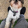 Bowie joined the competition — help win amazing prizes! dog, small_dog, fluffy, pet, collar, tags, person, legs, grey_pants, black_shoes, concrete, grass, outdoor, looking_up, curious, paw, white_fur, brown_fur, cute, close_up