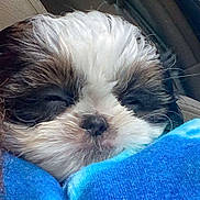 Bowie is registered to the contest to win money with this photo: puppy, dog, sleepy, blanket, blue, cute, car, cozy, fur, pet, animal, snuggled, closeup, face, resting, young, adorable, comfort, indoors, small