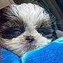 puppy, dog, sleepy, blanket, blue, cute, car, cozy, fur, pet, animal, snuggled, closeup, face, resting, young, adorable, comfort, indoors, small