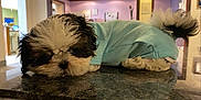 Bowie is registered to the contest to win money with this photo: puppy, dog, indoor, blue_shirt, lying_down, granite_countertop, sleepy, cute, black_and_white, pet, fur, tail, cozy, calm, small_dog, house, home_interior, floor, wall, lighting