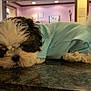 puppy, dog, indoor, blue_shirt, lying_down, granite_countertop, sleepy, cute, black_and_white, pet, fur, tail, cozy, calm, small_dog, house, home_interior, floor, wall, lighting