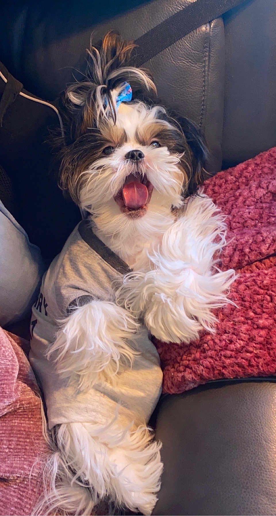 Bowie is registered to the contest to win money with this photo: dog, fluffy, pet, cute, yawning, shirt, hair_tie, couch, leather, pillow, cozy, indoor, relaxed, small_dog, white_fur, brown_fur, black_fur, tongue, happy, fur