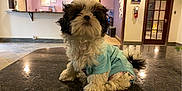 Bowie is registered to the contest to win money with this photo: animal, black_and_white, blue_shirt, countertop, curly_fur, cute, dog, door, fire_extinguisher, floor_tiles, fur, house, indoor, pet, portrait, puppy, room, sitting, small_dog, wall
