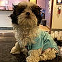 Bowie is registered to the contest to win money with this photo: puppy, dog, blue_shirt, indoor, countertop, curly_fur, black_and_white, pet, cute, small_dog, floor_tiles, door, fire_extinguisher, wall, room, fur, animal, sitting, portrait, house