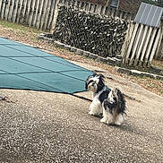 Bowie is registered to the contest to win money with this photo: animal, backyard, black_and_white, bush, concrete, curious, daytime, dog, fence, fluffy, fur, grass, house, looking_back, nature, outdoor, pet, pool_cover, residential, tree