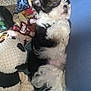 Bowie is registered to the contest to win money with this photo: animal, blanket, carpet, closeup, colorful, cozy, cute, dog, fur, indoor, panda, pet, plush, puppy, relaxation, resting, sleeping, small, soft, toy