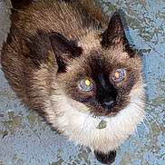 Crystal joined the competition — help win amazing prizes! cat, siamese, blue_eyes, fur, pet, animal, looking_up, indoor, floor, curious, whiskers, tail, cute, mammal, domestic, feline, portrait, close_up, sitting, reflection