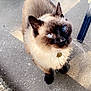 Crystal joined the competition — help win amazing prizes! cat, siamese_cat, blue_eyes, fur, whiskers, collar, concrete, floor, sunlight, shadow, outdoor, pet, animal, cute, looking_up, tail, ear, closeup, domestic_cat, heart_emoji