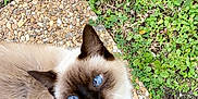 Crystal joined the competition — help win amazing prizes! cat, siamese, blue_eyes, mouth_open, whiskers, fur, outdoor, grass, plants, pebble_stone, pet, animal, mammal, cute, looking_up, nature, daylight, closeup, portrait, walking