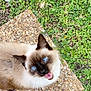 animal, blue_eyes, cat, closeup, cute, daylight, fur, grass, looking_up, mammal, mouth_open, nature, outdoor, pebble_stone, pet, plants, portrait, siamese, walking, whiskers