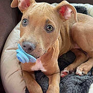 Bear is registered to the contest to win money with this photo: puppy, dog, dog_bed, pacifier, brown_fur, pet, domestic_animal, cozy, blanket, indoor, cute, animal, young_dog, relaxed, fur, ears, paws, looking_up, comfort, close_up