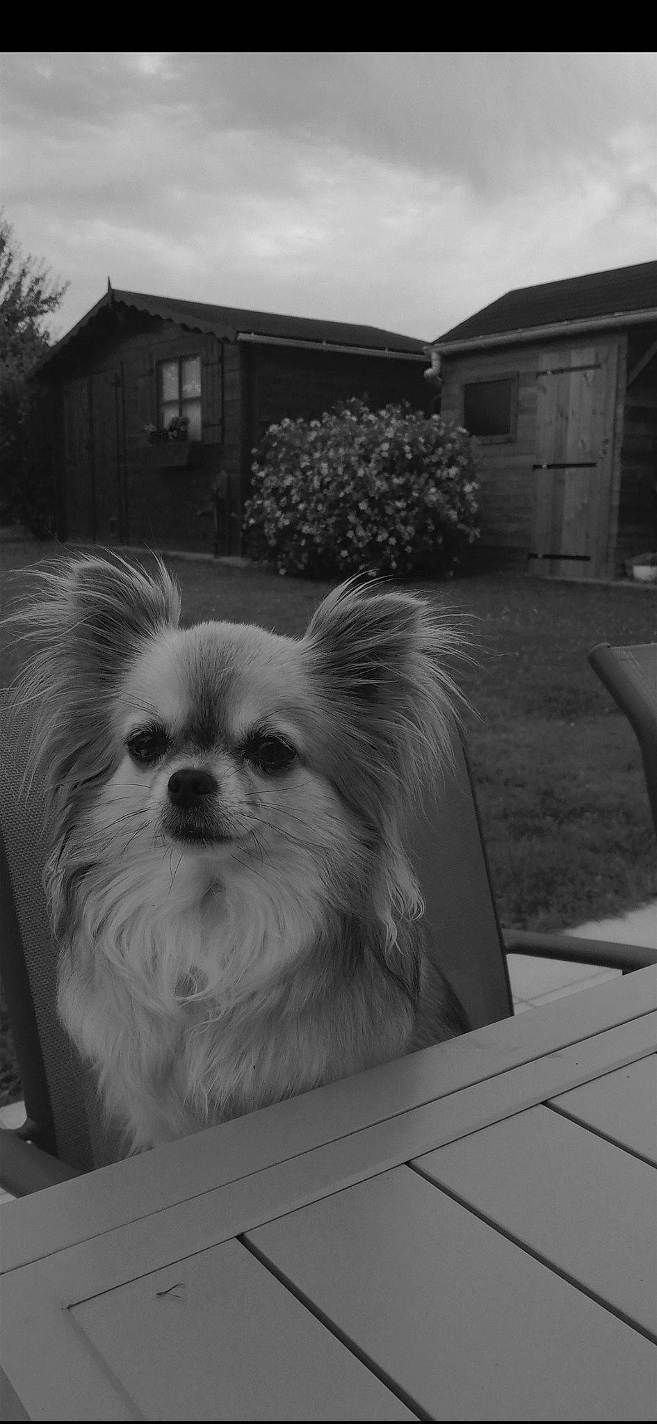 Lyna a rejoint le concours — aidez-le/la à gagner de superbes lots ! black_and_white, canidae, carnivore, companion_dog, dog, dog_breed, fawn, home, mammal, monochrome, pomeranian, puppy, snout, sporting_group, style, tibetan_spaniel, toy_dog, whiskers