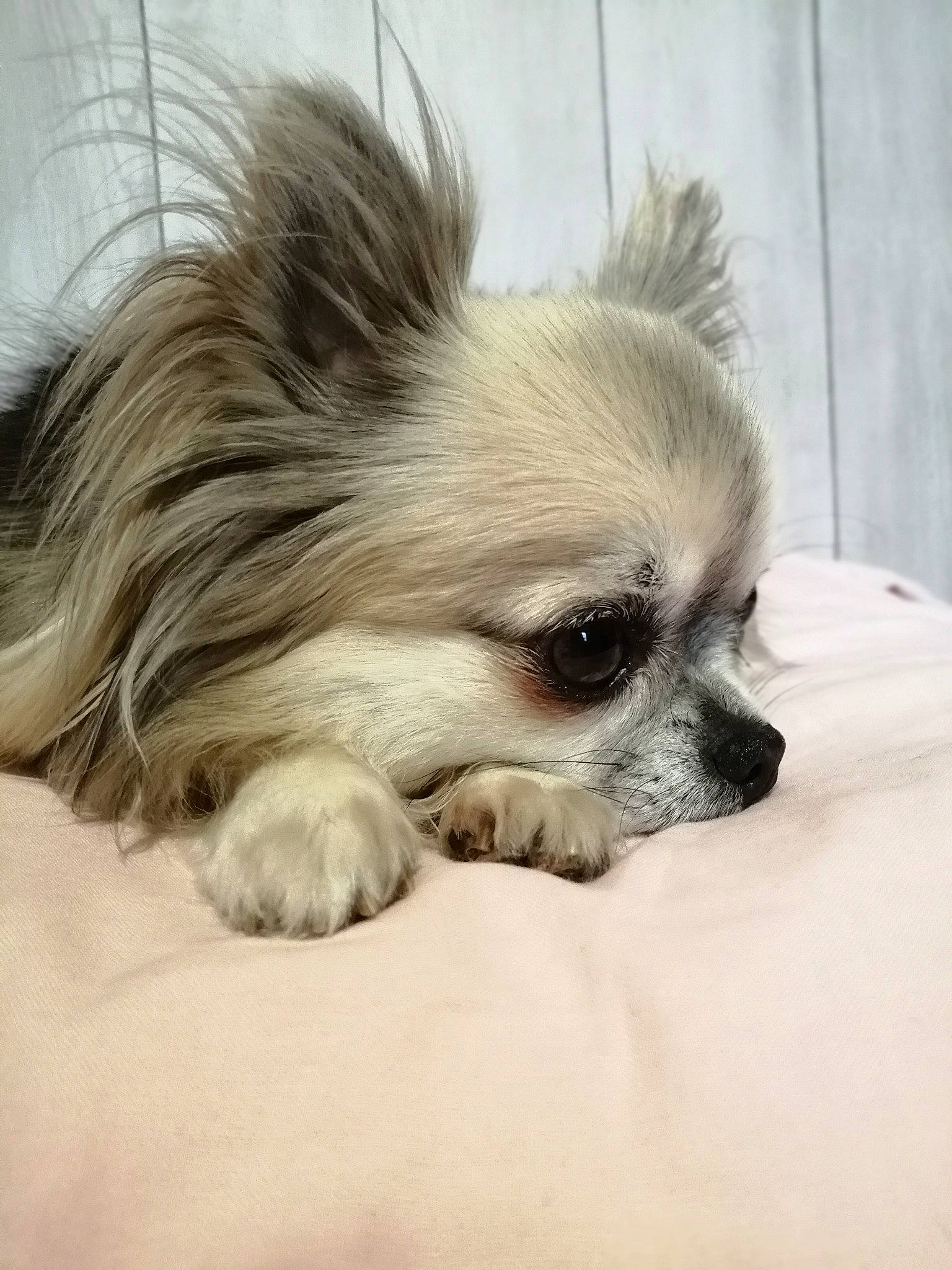 Lyna a rejoint le concours — aidez-le/la à gagner de superbes lots ! canidae, carnivore, chihuahua, companion_dog, dog, dog_breed, ear, eye, fawn, mammal, pomeranian, puppy, skin, snout, tibetan_spaniel, toy_dog, vertebrate, whiskers