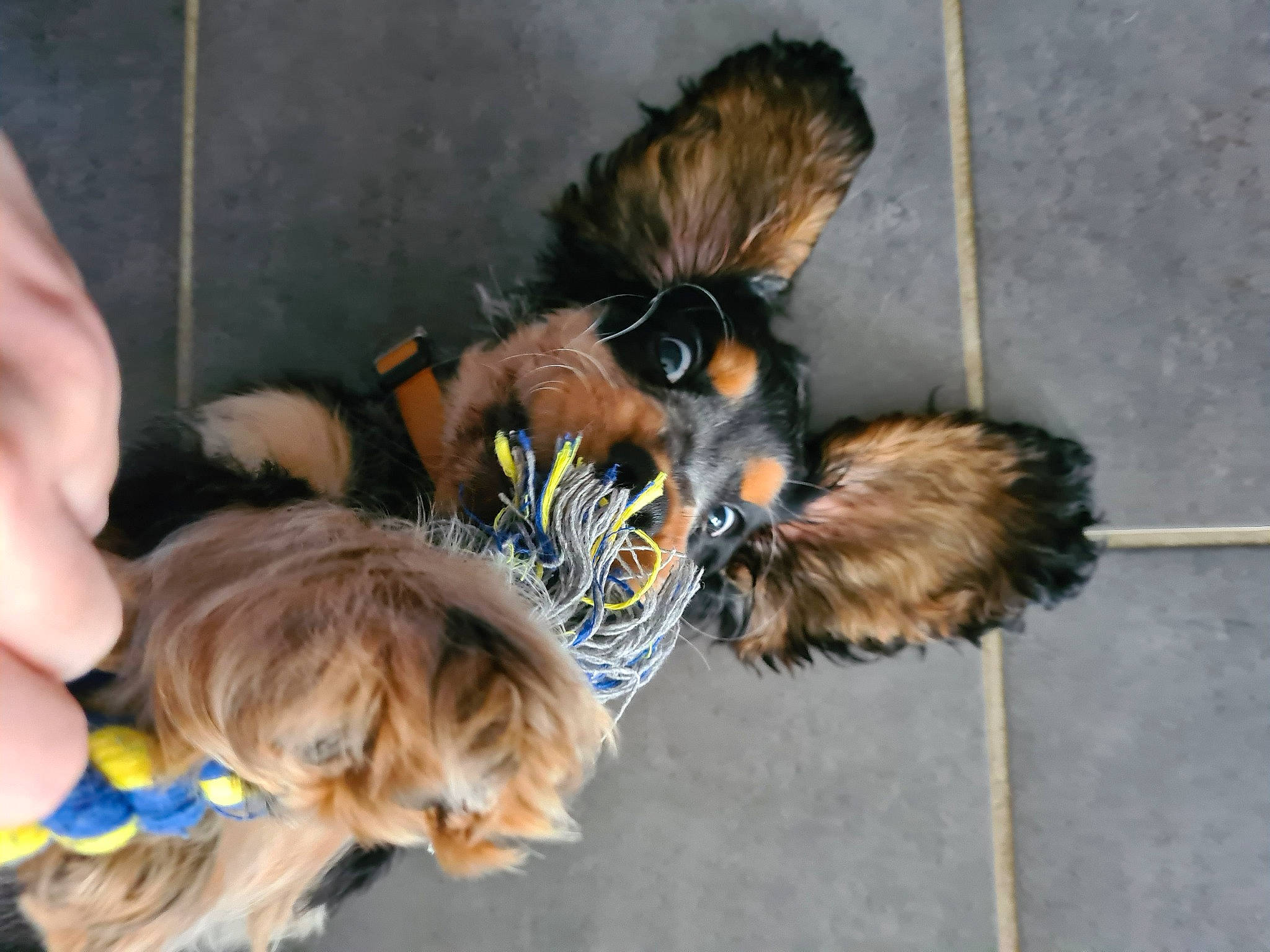 Tomy participe au concours pour gagner de l'argent avec cette photo : canidae, carnivore, claw, companion_dog, dog, dog_breed, ear, fawn, fur, liver, paw, small_terrier, snout, sporting_group, tail, terrier, toy_dog