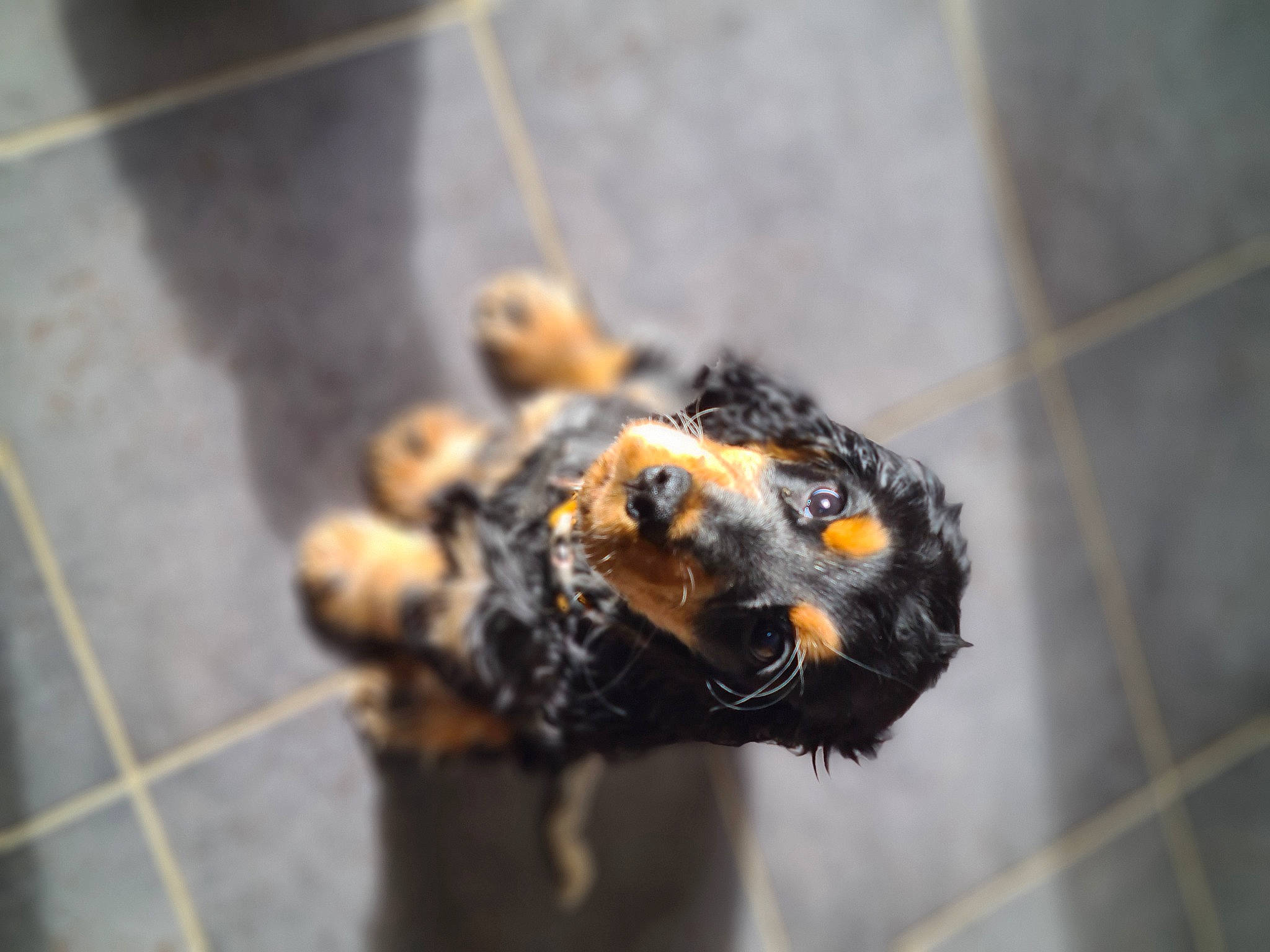 Tomy a rejoint le concours — aidez-le/la à gagner de superbes lots ! amphibian, art, canidae, claw, dog_breed, fur, macro_photography, metal, snout, sporting_group, terrestrial_animal, wildlife