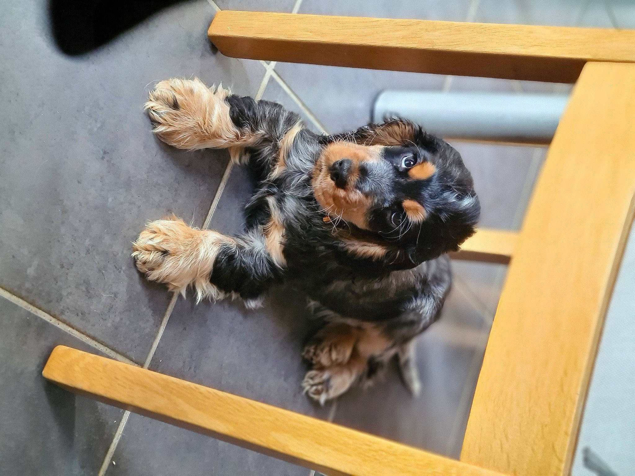 Tomy a rejoint le concours — aidez-le/la à gagner de superbes lots ! carnivore, claw, companion_dog, dog_breed, fur, hardwood, metal, perching_bird, room, tail, terrestrial_animal, toy, wood