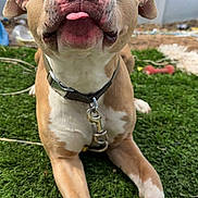 Chulo joined the competition — help win amazing prizes! animal, brown_and_white, canine, chewed_ball, closeup, collar, cute, dog, fence, front_paws, grass, happy, leisure, outdoor, pet, playful, softball, sunny, tongue_out, yard
