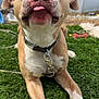 animal, brown_and_white, canine, chewed_ball, closeup, collar, cute, dog, fence, front_paws, grass, happy, leisure, outdoor, pet, playful, softball, sunny, tongue_out, yard