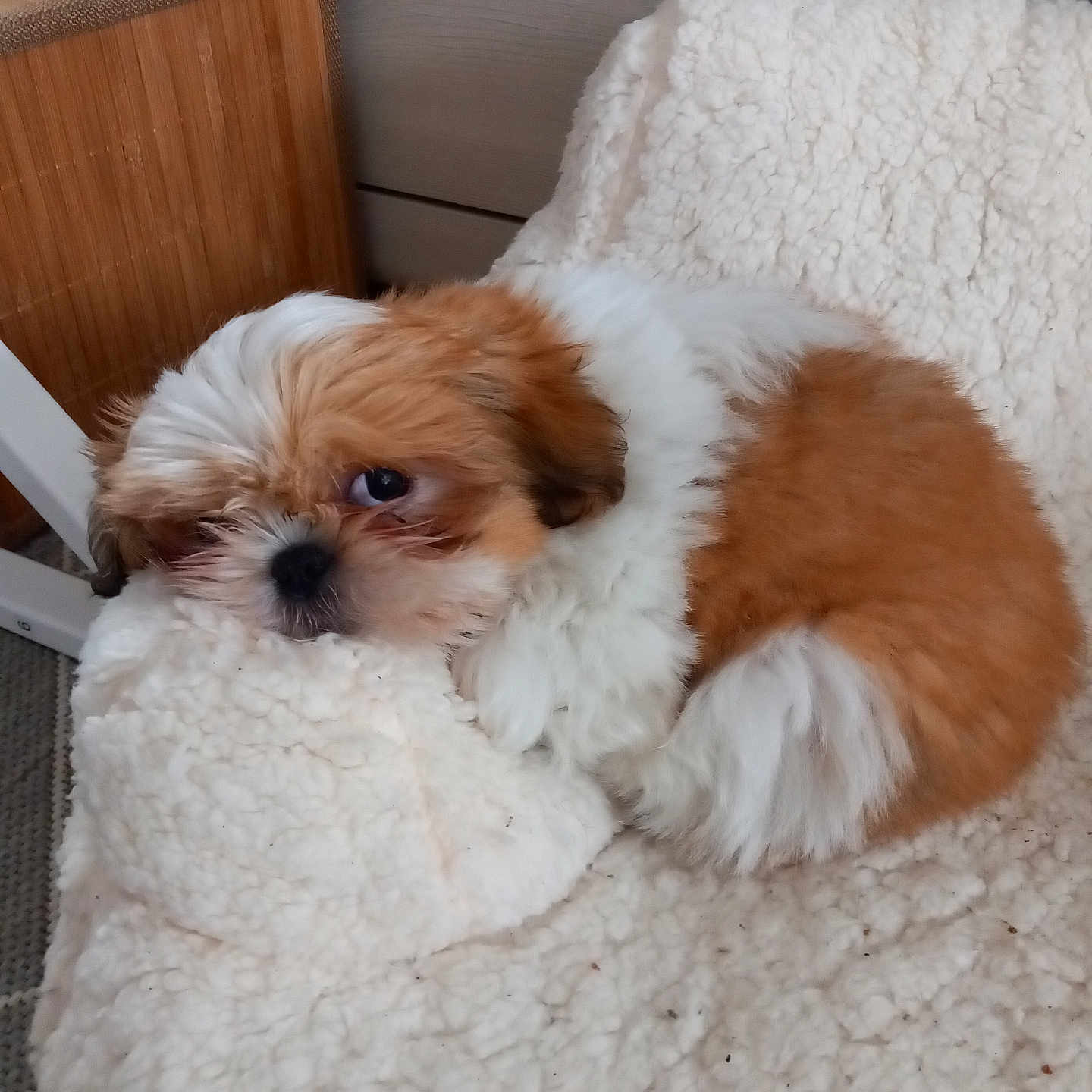 Vicky a rejoint le concours — aidez-le/la à gagner de superbes lots ! animal, blanket, canine, cat, chair, cockerspaniel, couch, dog, furniture, hardwood, hound, indoors, interiordesign, kitten, papillon, pet, poodle, puppy, terrier, wood