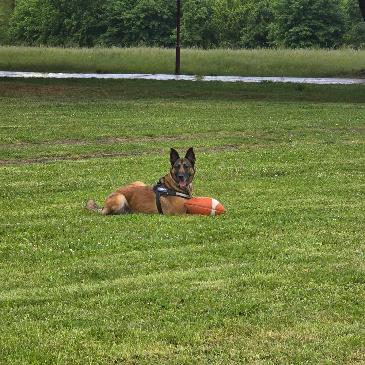 Aika participe au concours pour gagner de l'argent avec cette photo : animal, ball, canine, dog, field, grass, grassland, green, grove, land, lawn, nature, outdoors, park, pet, plant, puppy, tree, vegetation, woodland