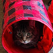 Cyrus joined the competition — help win amazing prizes! cat, tabby_cat, pet, animal, indoor, tunnel, red, black, pattern, curious, eyes, whiskers, feline, cozy, carpet, cute, playful, resting, domestic_cat, closeup