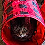 cat, tabby_cat, pet, animal, indoor, tunnel, red, black, pattern, curious, eyes, whiskers, feline, cozy, carpet, cute, playful, resting, domestic_cat, closeup